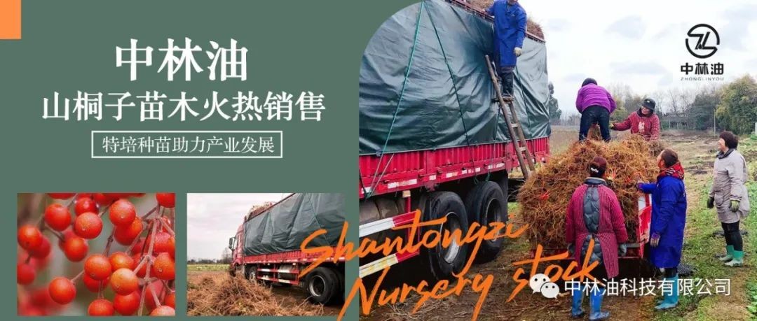 中林油山桐子苗木启售，特培种苗助力产业发展