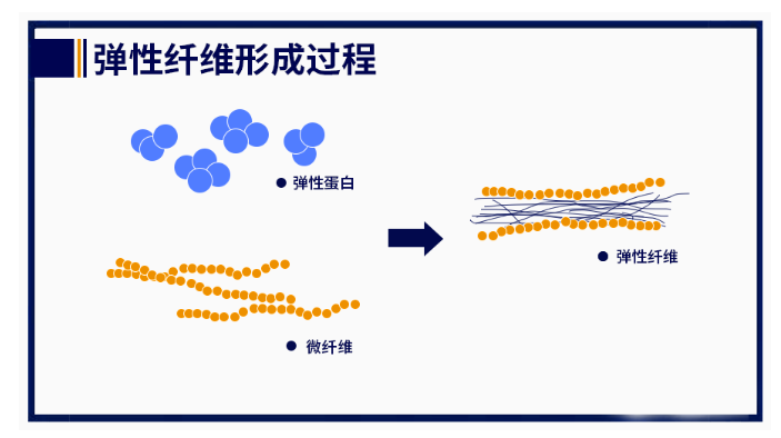 五个女博士 — 皮肤衰老过程中哪些因素会导致弹性蛋白的损伤？