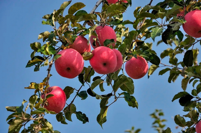 烟台苹果迎来丰收季，德邦快递优质服务助果农增收