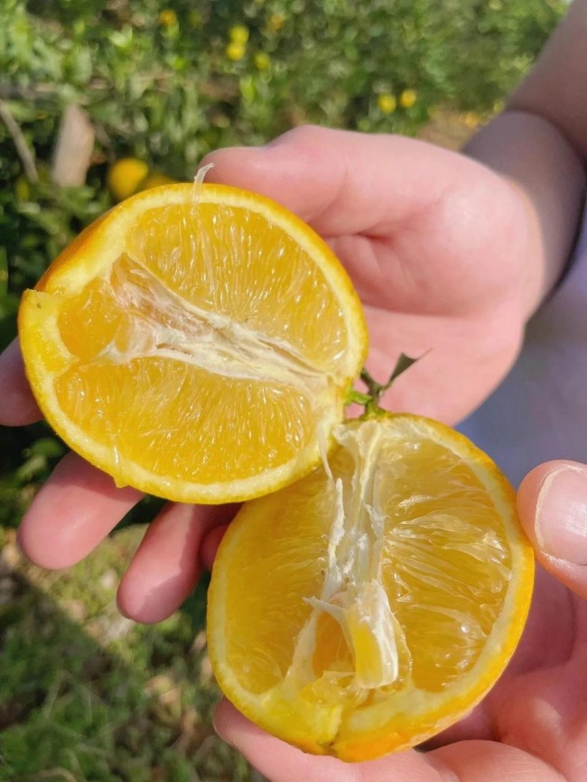 水果自由在广西，“橙”熟了！
