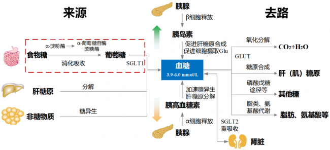 k1体育保健食品完美保健品课堂：一文带你摸清血糖来龙去脉(图1)