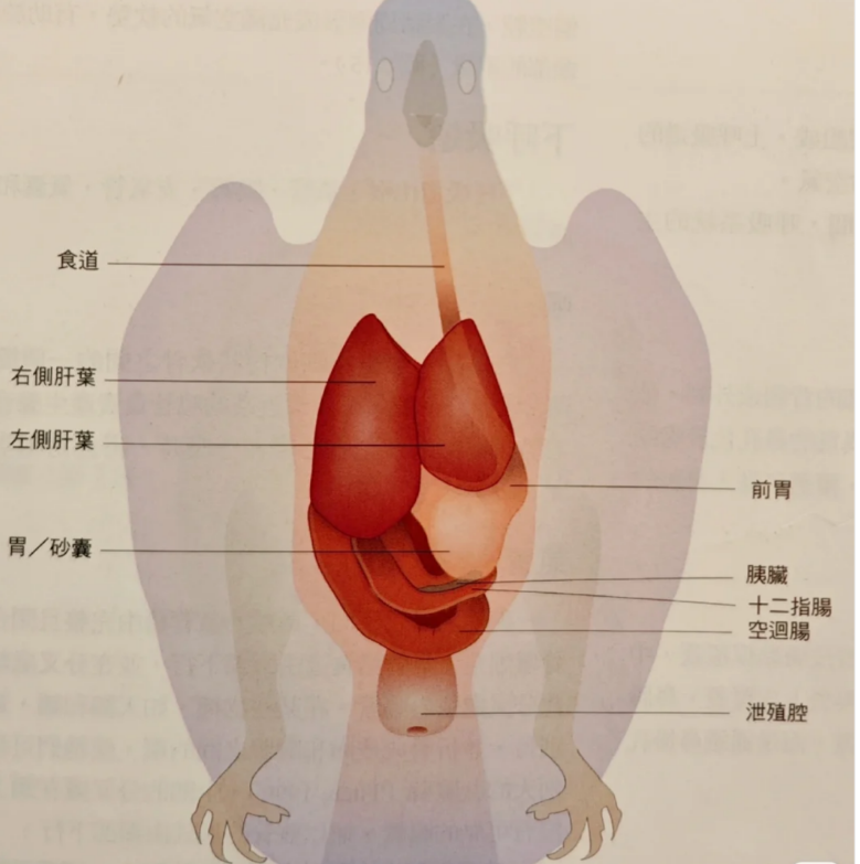 IGG益生菌：全方位守护鹦鹉肠道，为鹦鹉健康保驾护航