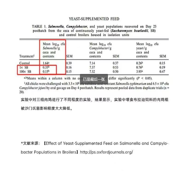 IGG益生菌：全方位守护鹦鹉肠道，为鹦鹉健康保驾护航