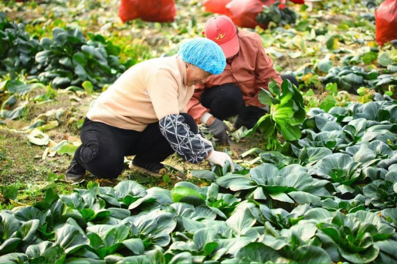 以黑塌菜為媒，和府撈面走入“田間地頭”助力地方農(nóng)業(yè)發(fā)展