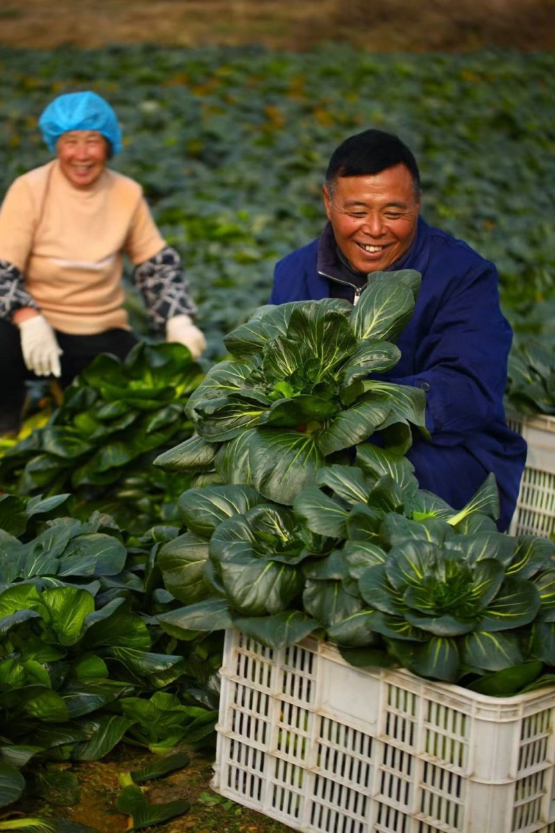 以黑塌菜為媒,，和府撈面走入“田間地頭”助力地方農(nóng)業(yè)發(fā)展(圖2)